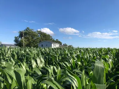 a field of corn with a white house in the background at Fox Lane - Prince Edward County Farmhouse in Picton