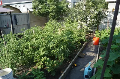 a garden with tomato plants and an orange bucket at Pelican guest house. Village style living. Spend vacation time in Eco place! in Fort Erie