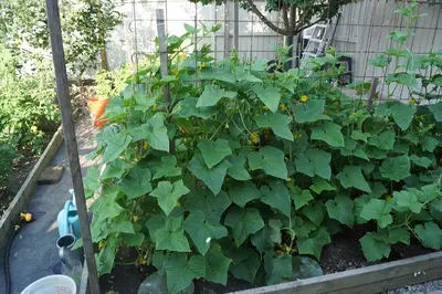 a garden with a bunch of green plants at Pelican guest house. Village style living. Spend vacation time in Eco place! in Fort Erie