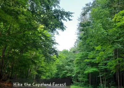 a forest filled with lots of lush green trees at Margarita Vacation Getaway in Oro-Medonte