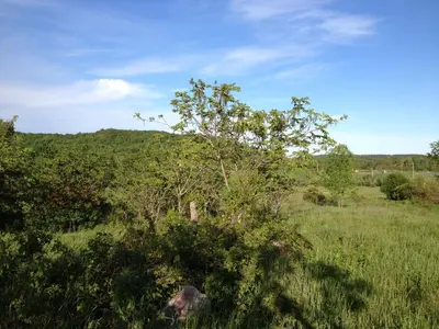 a tree in the middle of a field at Foxingham Farm Bed & Breakfast in Mulmur