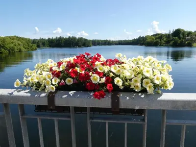 a bouquet of flowers on a bridge over a body of water at Balsam Lake Cottage 5 Bed room in Kawartha Lakes
