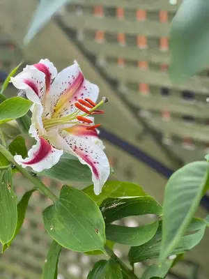 a white and red flower on a plant at Cottage in Crystal Beach in Fort Erie