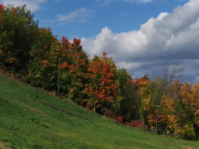 a group of trees on a hill next to a field at Blue Mountain 6BR Chalet Modern Hot Tub Mountain Views Walk to Village in Blue Mountains