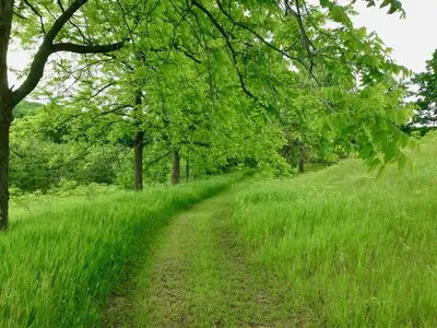 a dirt road through a field of tall green grass at Fells Meadows Farmhouse on Country Property in Castleton