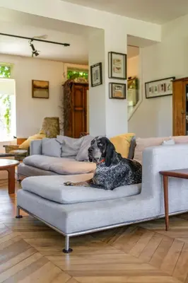 a dog sitting on a couch in a living room at Away in the County-Sandbanks Pec in Cherry Valley