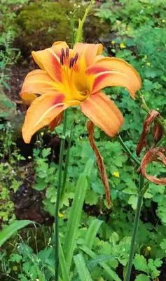 a yellow and red flower in a garden at Anthropocene Jewel Cottage in Milton