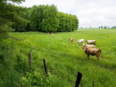 a herd of cows grazing in a field of grass at Little Cabin in the Pines in Chatsworth