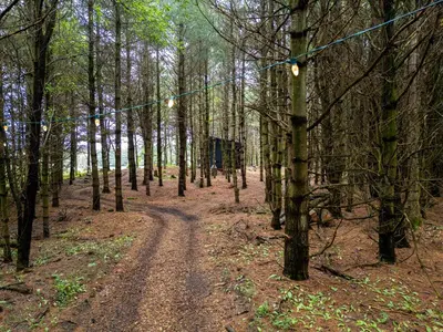 a dirt road in a forest with trees at Little Cabin in the Pines in Chatsworth