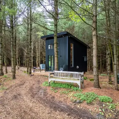 Little Cabin in the Pines