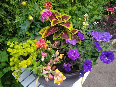 a pot of colorful flowers in a garden at Cozy basement apartment in the heart of Oakville in Oakville