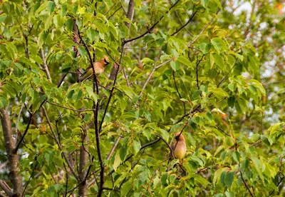 two birds sitting in the branches of a tree at The Nest in the Forest Bed and Breakfast (Hot tub and Sauna) in Lakefield