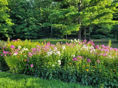 a garden with colorful flowers in a park at Black Pine Tree House in Acton
