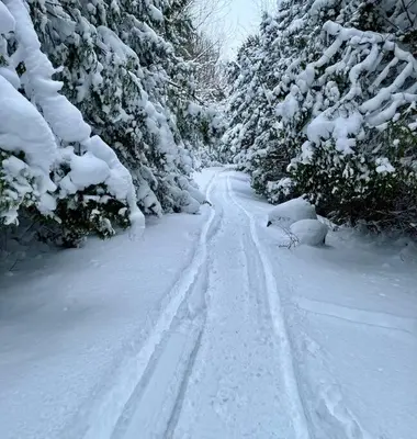 a snow covered road with trees covered in snow at New and Cozy Cottage Minutes to Blue Mountain in Meaford