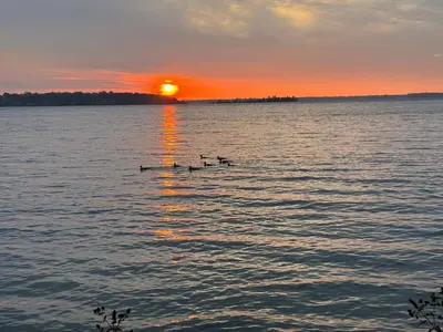 a group of ducks swimming in the water at sunset at The Captains Lake House in Orillia