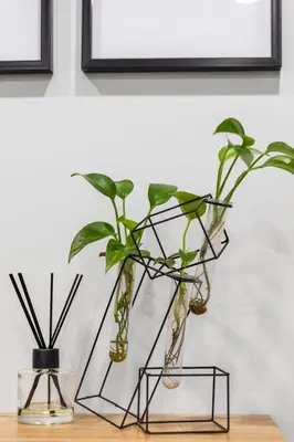 two plants in glass vases sitting on a table at Urban Haven: 2BR/2BA+Office, Kitchen, Dining in Newcastle