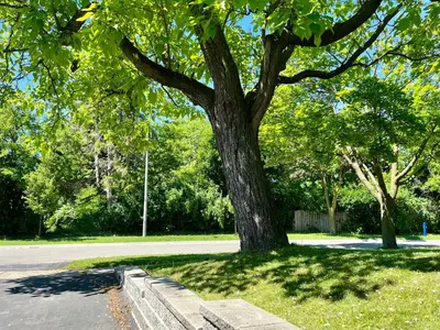 a tree sitting in the grass next to a street at Entire Basement Apartment in Mississauga, Etobicoke in Mississauga