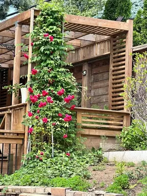 a bush of roses growing on the side of a building at Riverwood Home in Mississauga