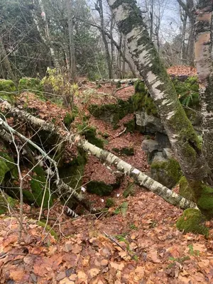 a rope tied around a tree in the woods at Golf Spa Relax in Collingwood