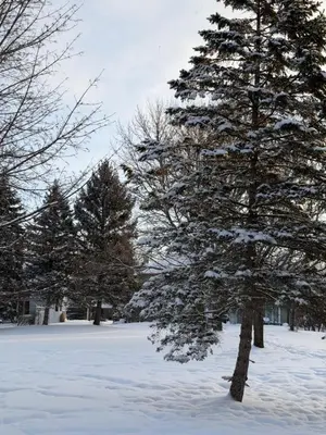 a snow covered tree in a field with trees at Greenview Retreat in Collingwood