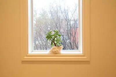 a plant sitting in a window in a room at Xiao Wang in Toronto