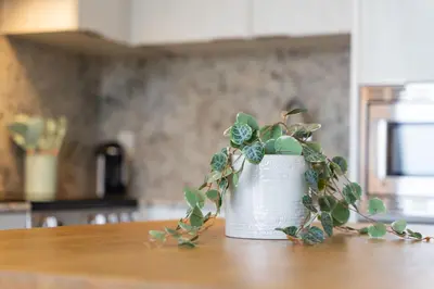 a potted plant sitting on a table in a kitchen at RentX Downtown 2-Bed Suite Gym WiFi in Toronto