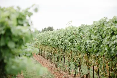 a row of grape plants in a field at Staybridge Suites St. Catharines Conf Ctr by IHG in St. Catharines