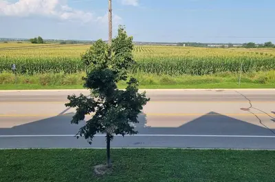 a small tree on the side of a road at Moons & Noons -Separate Unit for your Comfort in Ajax