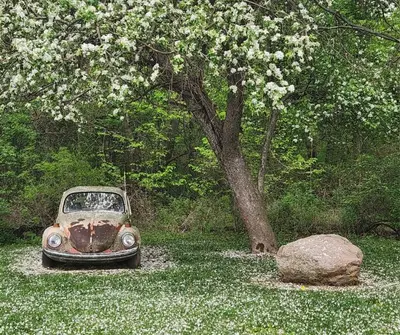 an old car parked under a tree next to a rock at Vintage Farmhouse with Hot Tub on Vineyard in Waterford
