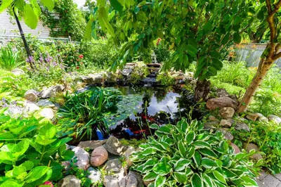 a pond in the middle of a garden with plants at 1,200sq ft comfy home, perfect location, luxury bedding, feels like home! in Mississauga