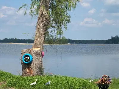 a tree with a blue object on it next to a lake at Sunrise net cottage in Kawartha Lakes