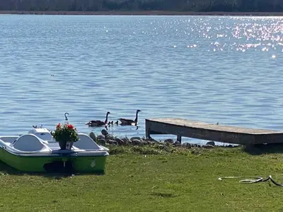 a small boat on the shore of a lake with geese at Sunrise net cottage in Kawartha Lakes