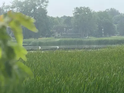 a field of tall green grass with a house in the background at Luxury Apartment Living in Mississauga