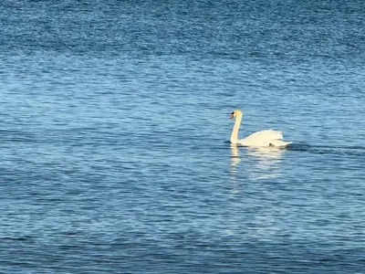 a white swan swimming in a large body of water at Luxury Apartment Living in Mississauga