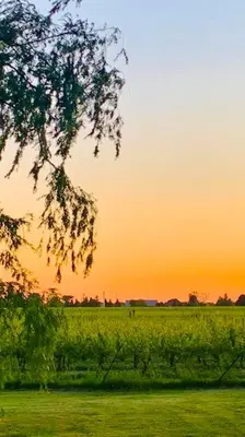 a tree in a field with the sunset in the background at Waterfront Niagara-On-The-Lake Farmhouse on a Vineyard in Niagara on the Lake