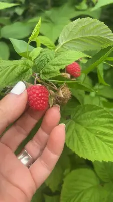 a person holding a bunch of strawberries on a plant at Sunset Suites in Niagara Wine Country in Niagara on the Lake
