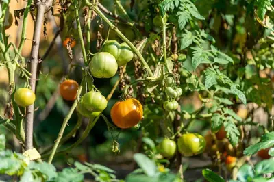 a bunch of tomatoes growing on a tree at Heritage 3BR Etobicoke Gem, Sherway Gardens, BBQ in Toronto