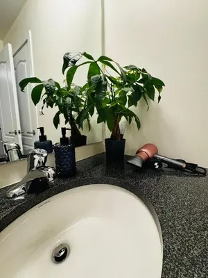 a bathroom sink with a plant on a counter at Have whole house to yourself in Thorold