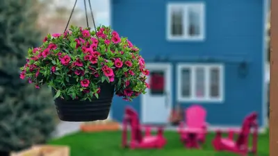 a hanging flower pot with pink flowers in a yard at Luxury Family House 3 beds, 1 bath, 5 guest in Toronto