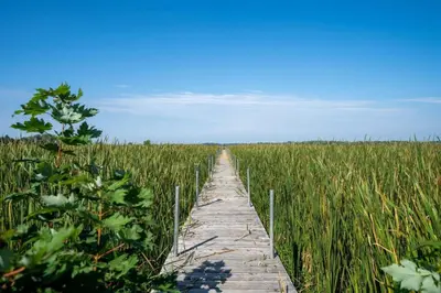 a wooden path through a field of tall grass at Westlake waterfront, hot tub, dock,4 mins to beach in West Lake