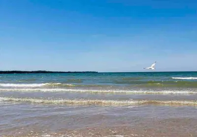 a seagull flying over the water on a beach at River Runs Through It in Belleville