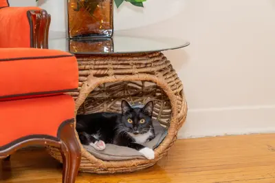 a black and white cat laying in a basket under a table at Room in cozy house close to Lawrence Ave, WiFi, parking in Toronto