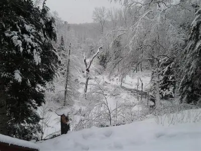a snow covered forest with trees and a fire hydrant at Stone Ridge Chalet Bed n Breakfast in Dorset