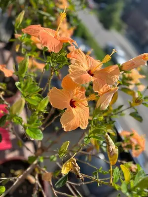 a group of orange flowers on a tree at Entire Basement Apartment in Toronto