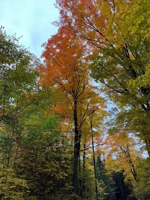 a group of trees with autumn leaves on them at Century Home in Bracebridge Muskoka in Bracebridge