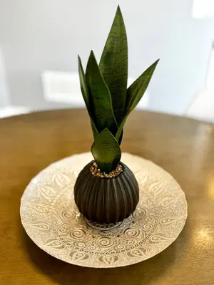 a small plant sitting on a plate on a table at 3500 SqFt - Modern and Comfort - 4 BDRM Getaway - Relax - Unwind - Explore - Near Airport & Toronto Downtown in Brampton