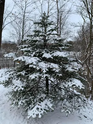 a snow covered christmas tree in the woods at Two bedroom on Toronto Greenhills in Toronto