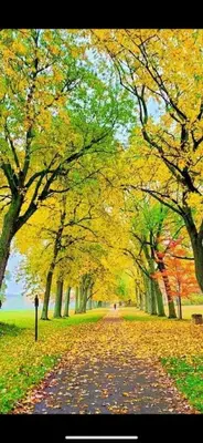 a tree lined road in a park with leaves on the ground at Serenity Charm - Walk in Town, Shaw, Hottub in Niagara on the Lake