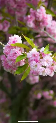 a bunch of pink flowers with green leaves at Serenity Charm - Walk in Town, Shaw, Hottub in Niagara on the Lake
