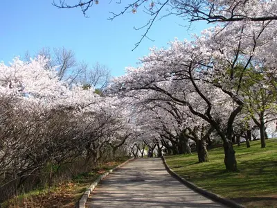 a road lined with trees with pink flowers at Excellent Private Suite in Bloor West Village in Toronto